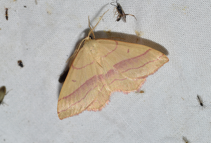 Rhodostrophia vibicaria? No, Timandra comae - Geometridae